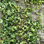 Charmante Maison En Pleine Nature A Georges Sur Loire *