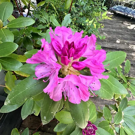 Charmante Maison En Pleine Nature A Georges Sur Loire בית נופש *