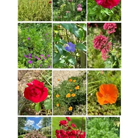 Vakantiehuis Charmante Maison En Pleine Nature A Georges Sur Loire Saint-Georges sur Loire