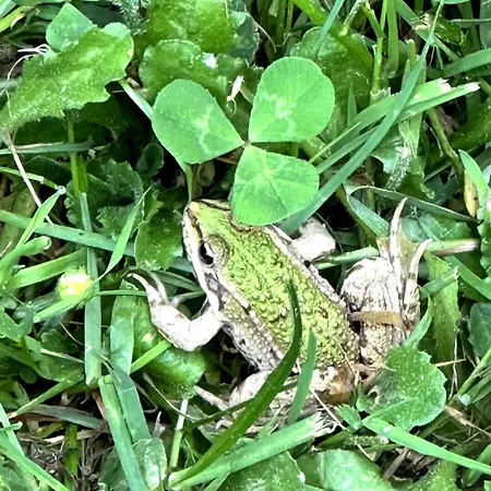 Charmante Maison En Pleine Nature A Georges Sur Loire *