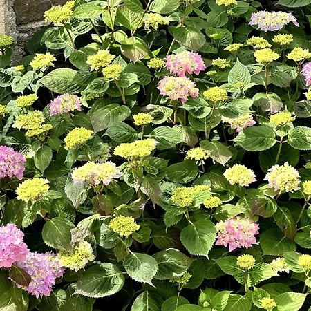 Charmante Maison En Pleine Nature A Georges Sur Loire Saint-Georges sur Loire