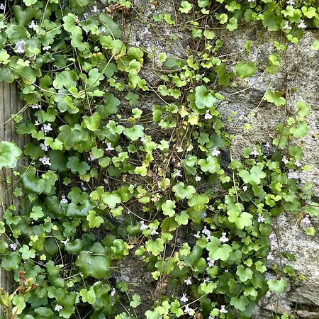 Charmante Maison En Pleine Nature A Georges Sur Loire *