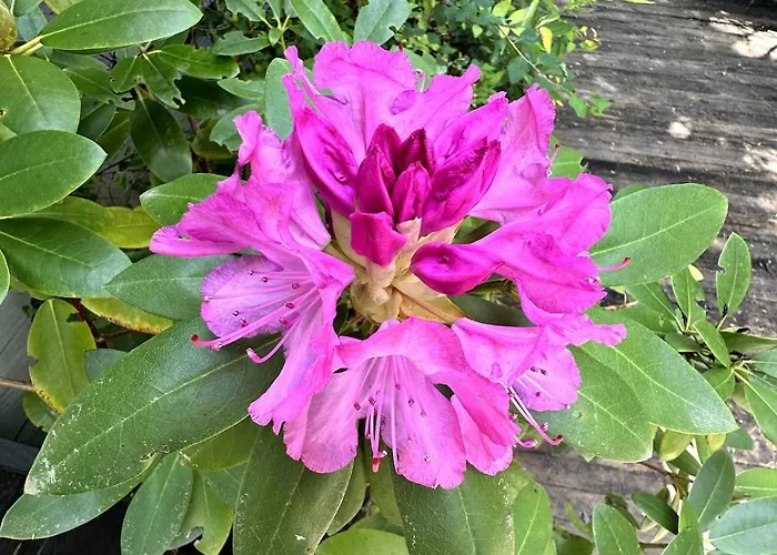Charmante Maison En Pleine Nature A Georges Sur Loire בית נופש *