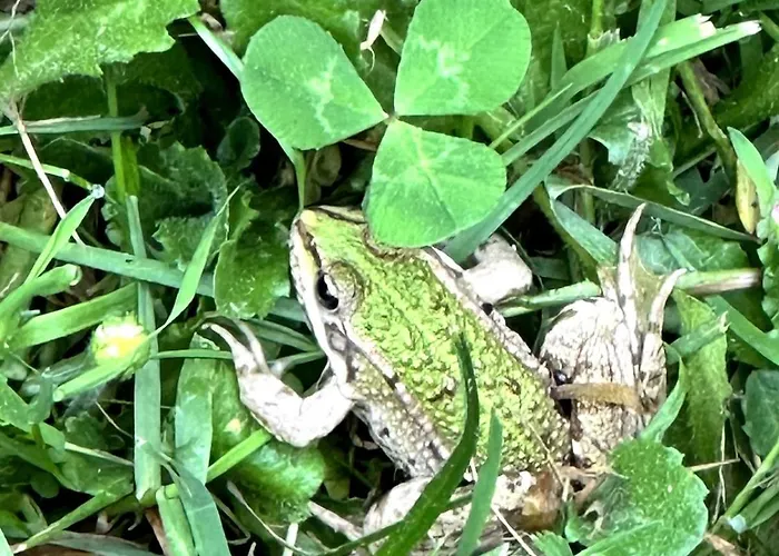 Charmante Maison En Pleine Nature A Georges Sur Loire *