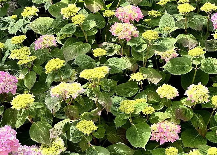 Charmante Maison En Pleine Nature A Georges Sur Loire Saint-Georges sur Loire
