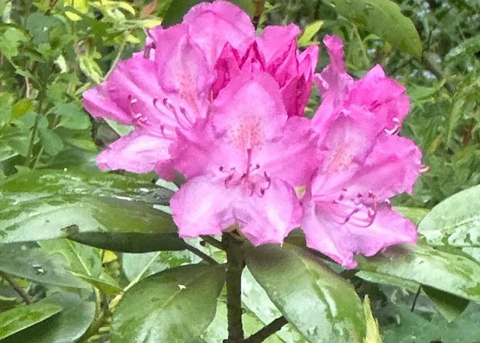 Charmante Maison En Pleine Nature A Georges Sur Loire Vakantiehuis