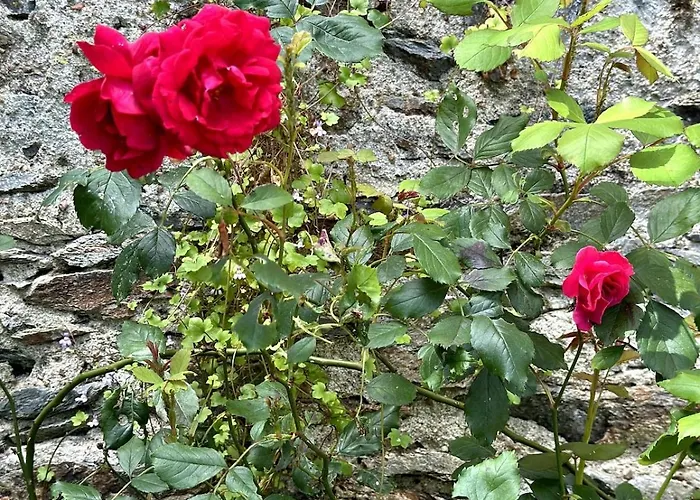 Charmante Maison En Pleine Nature A Georges Sur Loire Saint-Georges sur Loire