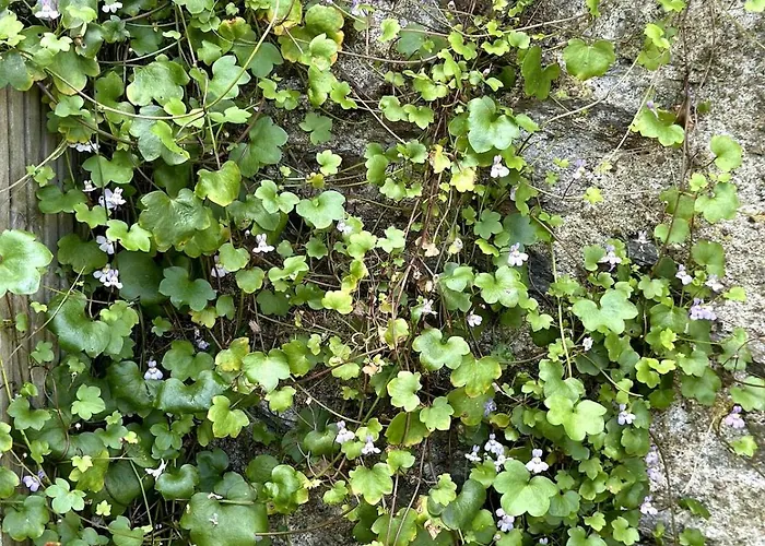 Charmante Maison En Pleine Nature A Georges Sur Loire *