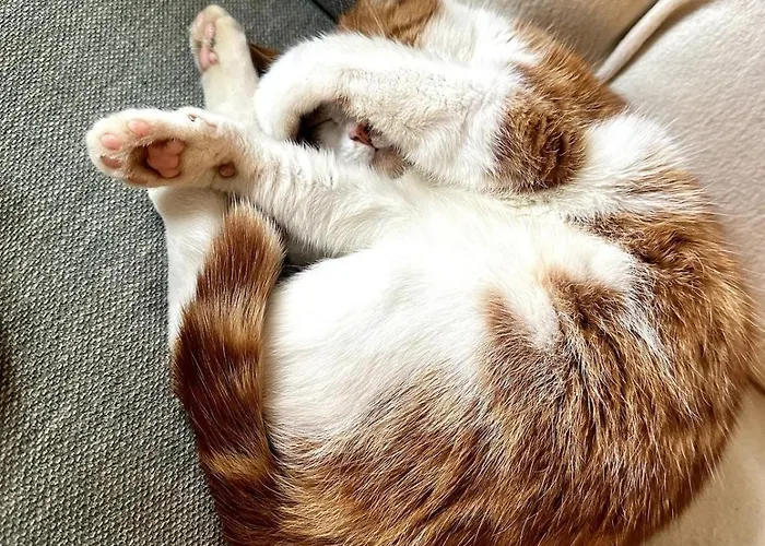 Vakantiehuis Charmante Maison En Pleine Nature A Georges Sur Loire